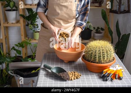 Drainage aus expandiertem Ton zum Boden des Topfes, um überwachsene Hauspflanzen mit großem Stachelkaktus Echinocactus Gruzoni in einen neuen größeren Topf umzutopfen. Stockfoto