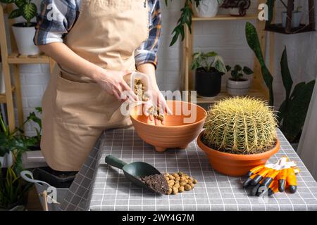 Drainage aus expandiertem Ton zum Boden des Topfes, um überwachsene Hauspflanzen mit großem Stachelkaktus Echinocactus Gruzoni in einen neuen größeren Topf umzutopfen. Stockfoto