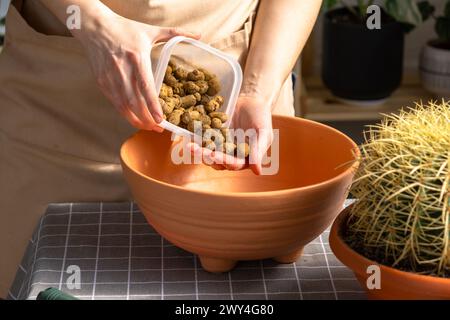 Drainage aus expandiertem Ton zum Boden des Topfes, um überwachsene Hauspflanzen mit großem Stachelkaktus Echinocactus Gruzoni in einen neuen größeren Topf umzutopfen. Stockfoto