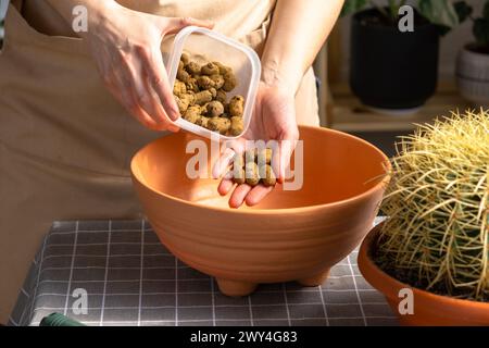 Drainage aus expandiertem Ton zum Boden des Topfes, um überwachsene Hauspflanzen mit großem Stachelkaktus Echinocactus Gruzoni in einen neuen größeren Topf umzutopfen. Stockfoto