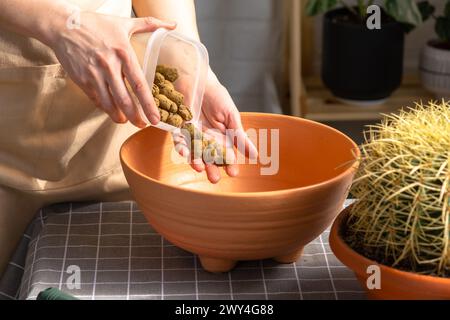 Drainage aus expandiertem Ton zum Boden des Topfes, um überwachsene Hauspflanzen mit großem Stachelkaktus Echinocactus Gruzoni in einen neuen größeren Topf umzutopfen. Stockfoto