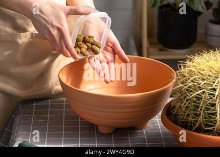 Drainage aus expandiertem Ton zum Boden des Topfes, um überwachsene Hauspflanzen mit großem Stachelkaktus Echinocactus Gruzoni in einen neuen größeren Topf umzutopfen. Stockfoto