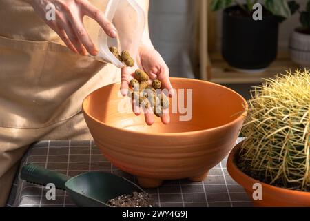 Drainage aus expandiertem Ton zum Boden des Topfes, um überwachsene Hauspflanzen mit großem Stachelkaktus Echinocactus Gruzoni in einen neuen größeren Topf umzutopfen. Stockfoto