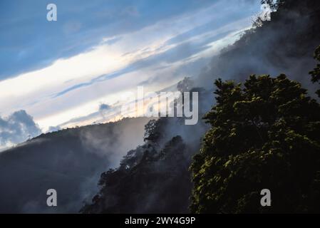 Ein nebeliger Morgen in den Wäldern der brasilianischen Landschaft Stockfoto