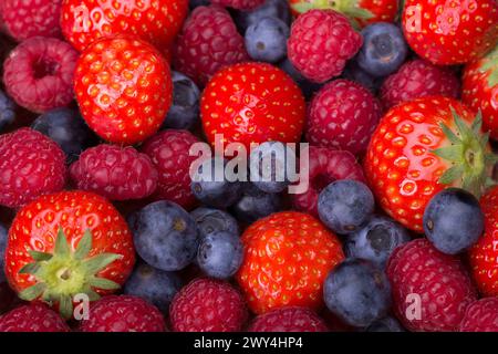 Verschiedene Beeren - Erdbeeren, Heidelbeeren, Himbeeren verstreut Stockfoto