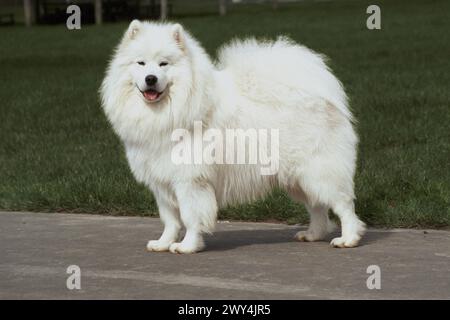 Samoyed Stand Seitwärts Stockfoto