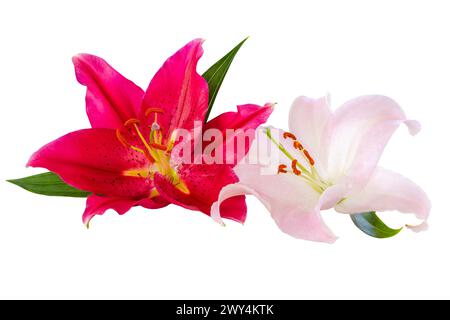 Zwei schöne weiße und rote Lilien (Lilium, Liliaceae) isoliert auf weißem Hintergrund, einschließlich Beschneidungspfad. Stockfoto