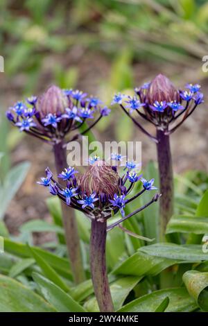 Scilla peruviana Portugese, die in einem Garten in England blüht, in Großbritannien. Stockfoto