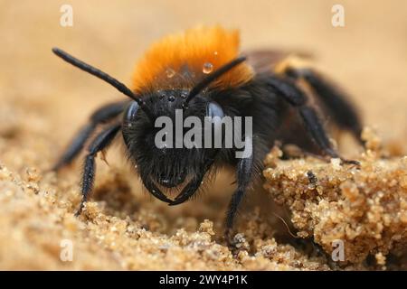 Detaillierte frontale Nahaufnahme einer bunten weiblichen Tawny-Bergbaubiene, Andrena fulva Stockfoto