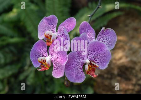 Nahaufnahme der gesprenkelten lila rosa Blumen von phalaenopsis Orchideenhybride alias Mottenorchidee isoliert im tropischen Garten Stockfoto