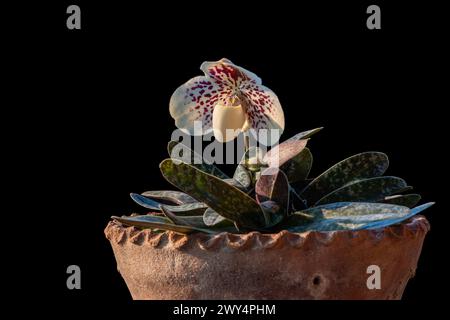 Großansicht der Orchideenart paphiopedilum godefroyae var leucochilum mit cremeweißer und lila roter Blume isolierter schwarzer Hintergrund Stockfoto