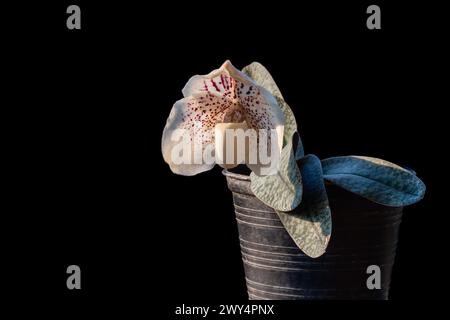 Großansicht der Topffrau Hausschuh Orchidee paphiopedilum godefroyae var ang-String mit Blume und Blättern isoliert im Morgenlicht auf schwarzem Hintergrund Stockfoto