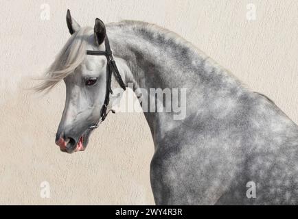 Arabisches graues Pferdeporträt vor hellem Wandhintergrund Stockfoto