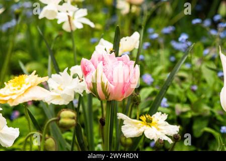 Frühlingsblumen, Tulpen, Mohnblumen, Narzissen, die in einem Garten auf einer Blumenwiese wachsen. Stockfoto