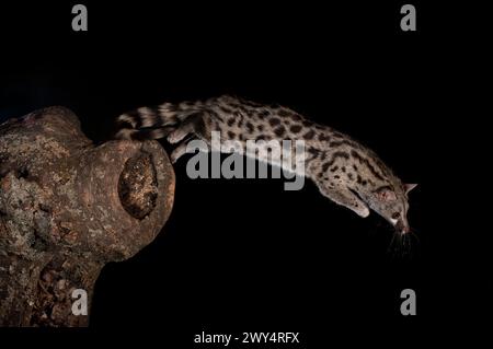 genet (Genetta genetta) springt nachts aus dem Kofferraum, Avila, Spanien – Stockfoto Stockfoto