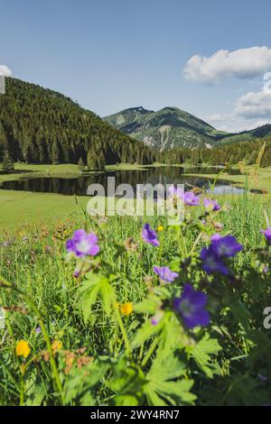 Der Seewaldsee mit Blumenwiese am Fuße des Trattberges am 01.06.2020. // der Seewaldsee mit Blumenwiese am Fuße des Trattbergs am 1. Juni 2020. - 20200601 PD13521 Credit: APA-defacto Datenbank und Contentmanagement GmbH/Alamy Live News Stockfoto