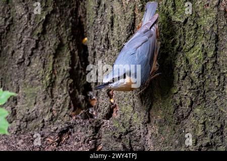 Eine Nahaufnahme eines eurasischen Aktatschvogels, der auf einem Baumstamm thront Stockfoto