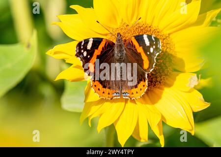 Eine Nahaufnahme eines roten Admiral-Schmetterlings auf einer blühenden gelben Blume Stockfoto