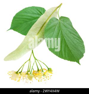 Lindenblätter und -Blüten isoliert auf weißem Hintergrund. Stockfoto