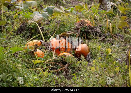 Eine Gruppe von orangefarbenen und grünen Kürbissen, die auf dem Boden verstreut sind. Stockfoto