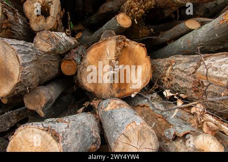 Ein gespaltener Holzhaufen mit verstreuten Stücken. Stockfoto