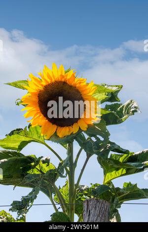 Eine helle Sonnenblume am blauen Himmel mit grünen Blättern. Stockfoto