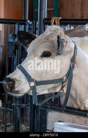 Eine Kuh, die in einem Stall steht. Stockfoto