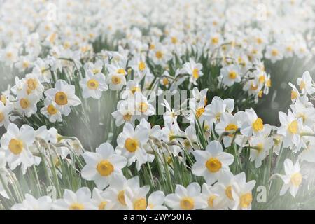 Frühjahrsblüte der Narzissen. Erstaunliche blühende weiße Narzissen an einem sonnigen Tag. Narzisse Blüten sind gelb und weiß. Selektiver Fokus. Feder rückwärts Stockfoto