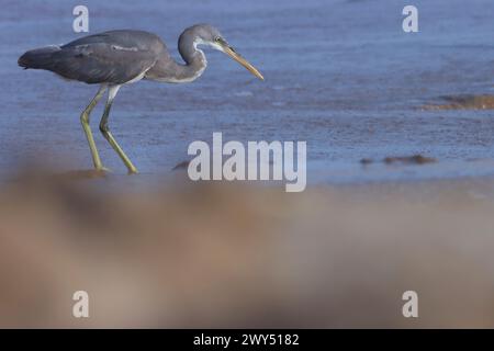 Vögel auf der Suche am Strand, westlicher Riffreiher auf dem Meer. Stockfoto