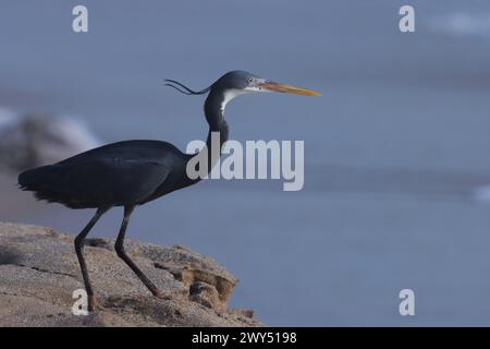 Vogel am Strand. Tierhintergrund. Stockfoto