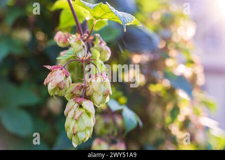 Hopfen (Humulus lupulus). Nahaufnahme von Blüten, Kegeln, Setzlingen des gewöhnlichen Hopfens (Strobuli Lupuli) reift im Herbst. Stockfoto