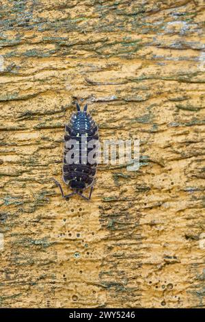 Detaillierte Nahaufnahme einer krabbelnden gewöhnlichen glänzenden Holzlaus (Oniscus asellus) auf einem Stück Holz im Wald. Stockfoto