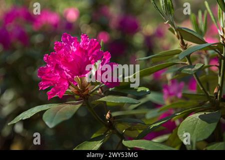 Blühende Blumen im Haaga Rhododendron Park im Sommer, Helsinki, Finnland. Stockfoto