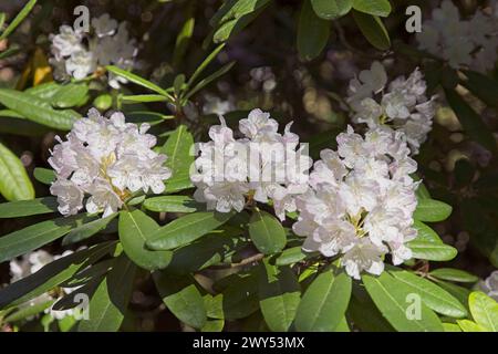 Blühende Blumen im Haaga Rhododendron Park im Sommer, Helsinki, Finnland. Stockfoto