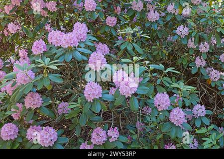 Blühende Blumen im Haaga Rhododendron Park im Sommer, Helsinki, Finnland. Stockfoto