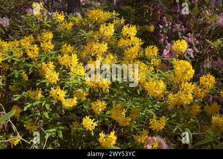 Blühende Blumen im Haaga Rhododendron Park im Sommer, Helsinki, Finnland. Stockfoto