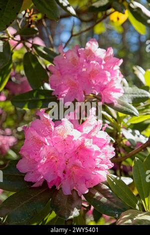 Blühende Blumen im Haaga Rhododendron Park im Sommer, Helsinki, Finnland. Stockfoto