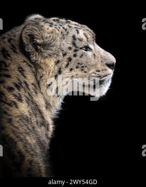 Ein 18 Monate alter männlicher Schneeleopard im britischen CHESTER ZOO, ENGLAND ERSTAUNLICHE Bilder zeigen, wie sich der erste Schneeleopard des Chester Zoos an seine neue Ho akklimatisiert Stockfoto