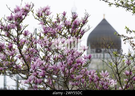 Dresden, Deutschland. April 2024. Vor der ehemaligen Zigarettenfabrik Yenidze in Dresden, die 1909 im Stil einer 62 Meter hohen Moschee erbaut wurde, blüht eine Magnolie. Quelle: Sebastian Kahnert/dpa/Alamy Live News Stockfoto