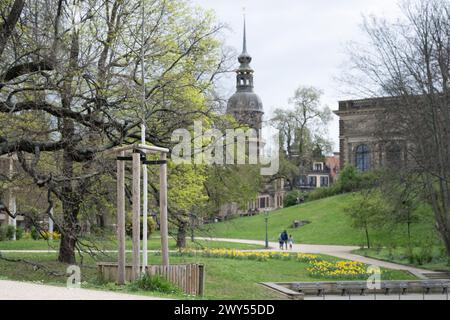 Dresden, Deutschland. April 2024. Ein neu gepflanzter Baum im Zwinger Garten vor dem Hausmannsturm. Mehr als 54.000 Bäume im Dresdner Stadtgebiet tragen dazu bei, Überhitzung zu verhindern und saubere Stadtluft zu gewährleisten. Quelle: Sebastian Kahnert/dpa/Alamy Live News Stockfoto