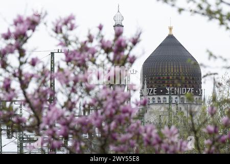 Dresden, Deutschland. April 2024. Vor der ehemaligen Zigarettenfabrik Yenidze in Dresden, die 1909 im Stil einer 62 Meter hohen Moschee erbaut wurde, blüht eine Magnolie. Quelle: Sebastian Kahnert/dpa/Alamy Live News Stockfoto