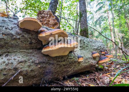 Viele Forellenpilze auf dem Stamm eines umgestürzten Baumes im Wald Stockfoto