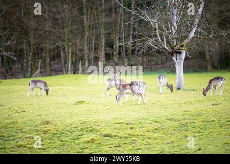 Rothirsch mit Geweih im Frühjahr, Schwarzwald in Deutschland, Wildtiere im Wald Stockfoto