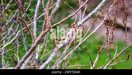 Dundee, Tayside, Schottland, Großbritannien. April 2024. Wetter in Großbritannien: Das kalte und helle Frühlingswetter zeigt einen wunderschönen Goldfinch Vogel, der auf einem Gartenapfel in Dundee, Schottland, thront. Quelle: Dundee Photographics/Alamy Live News Stockfoto