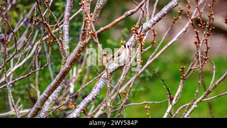 Dundee, Tayside, Schottland, Großbritannien. April 2024. Wetter in Großbritannien: Das kalte und helle Frühlingswetter zeigt einen wunderschönen Goldfinch Vogel, der auf einem Gartenapfel in Dundee, Schottland, thront. Quelle: Dundee Photographics/Alamy Live News Stockfoto