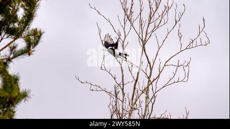 Dundee, Tayside, Schottland, Großbritannien. April 2024. Wetter in Großbritannien: Das kalte und helle Frühlingswetter zeigt Langschwanz-Elpen im Flug mit Nistmaterial hoch oben in den immergrünen Bäumen im urbanen Dundee, Schottland. Quelle: Dundee Photographics/Alamy Live News Stockfoto