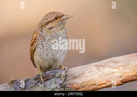 Eurasischer Wryneck, Jynx Torquilla, hochstehend, Paarungszeit, Brutsaison Stockfoto