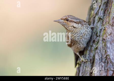 Eurasischer Wryneck, Jynx Torquilla, hochstehend, Paarungszeit, Brutsaison Stockfoto