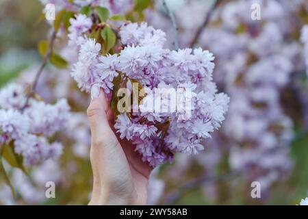 Ein Haufen blühender japanischer Kirschblüten prunus Kanzan in den Händen einer Frau im Frühling im Garten Stockfoto