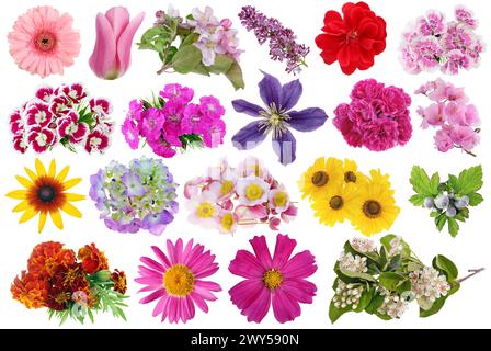 Verschiedene Frühlings- und Sommerblumen Set Makro. Isoliert auf weiß Stockfoto